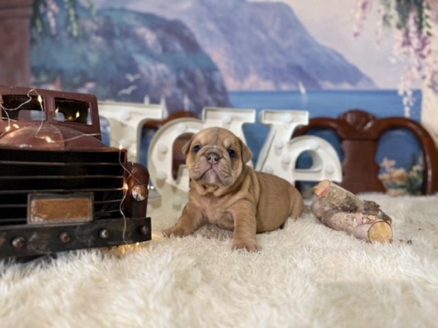 English Bulldog puppy for sale + 66586