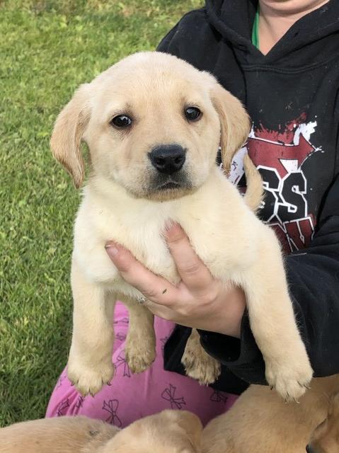 Labrador Retriever puppy for sale + 59456