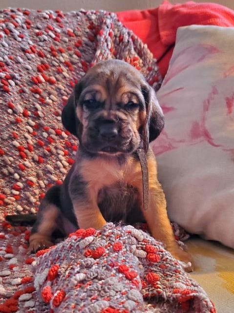 BloodHound puppies