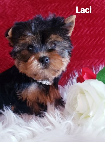Yorkshire Terrier puppy for sale + 60057