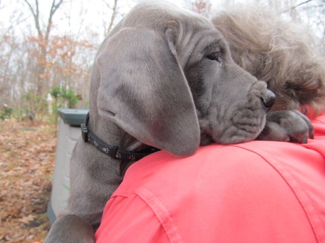 Great Dane puppy for sale + 50268
