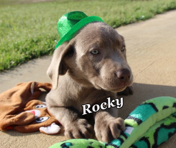 Rocky - SILVER Labrador Retriever Male