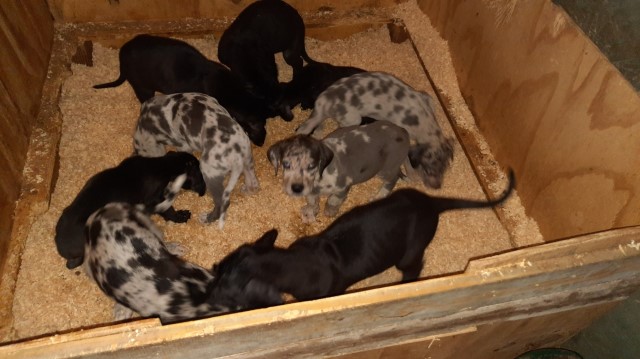 Great Dane Puppies; price reduced