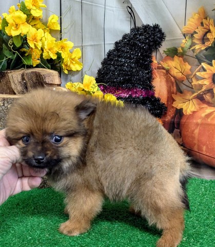 Pomeranian Girl. Prespoiled. Super Sweet