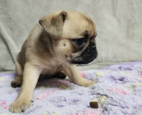 Brusssel Griffon babies Brussels Griffon for sale/adoption