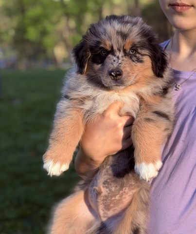 Standard ASCA/AKC registered Australian shepherds