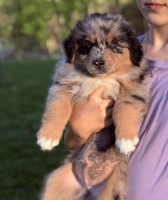 Last Puppy Listed