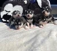 We have  Aluskys Alaskan Malamute for sale/adoption