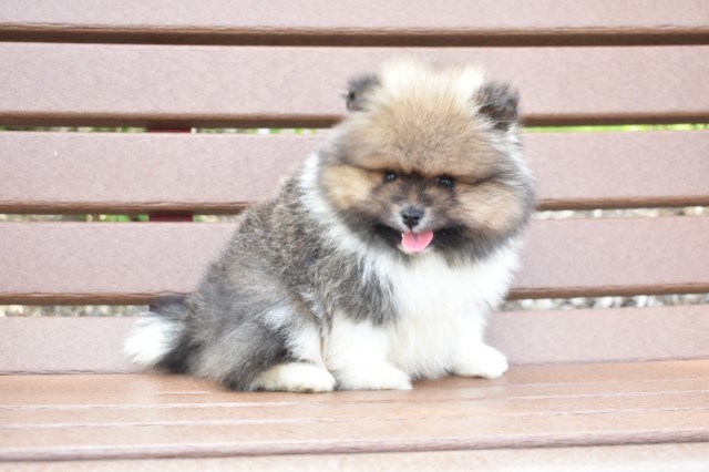 Purebred Pomeranian puppy Boy TEDDY