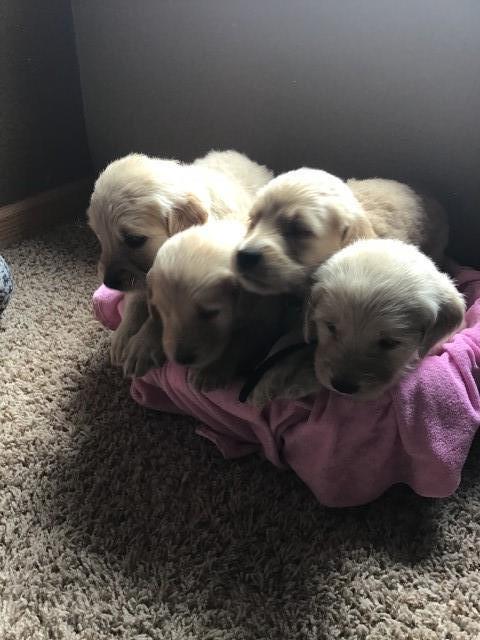 Golden Retriever light