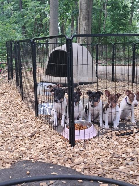 Tenasious Rat Terriers