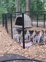 Tenasious Rat Terriers Rat Terrier for sale/adoption