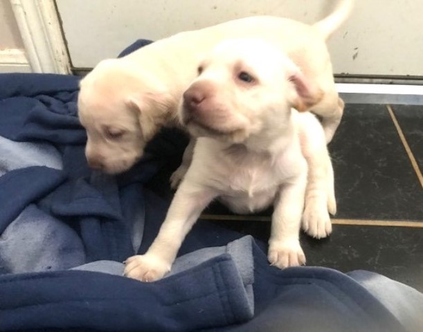 Labrador Retriever puppy for sale + 63495