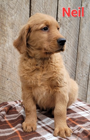 Purebred Golden Retrievers born 9-29-22. call 231 821 2792