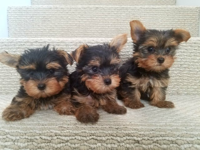 Yorkshire Terrier puppy for sale + 48826