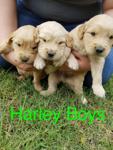 Golden Retriever puppy dog for sale in ovilla, Texas