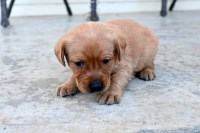 AKC Fox Red Labrador Retriever Puppies for Sale! Labrador Retriever for sale/adoption