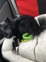 9 month old female Pomsky for sale Pomsky for sale/adoption