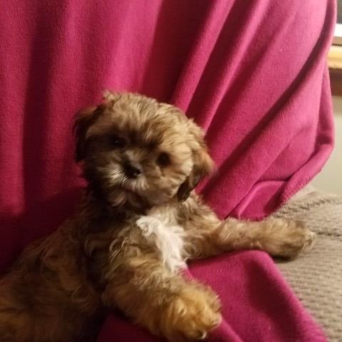 Shih Poo puppies