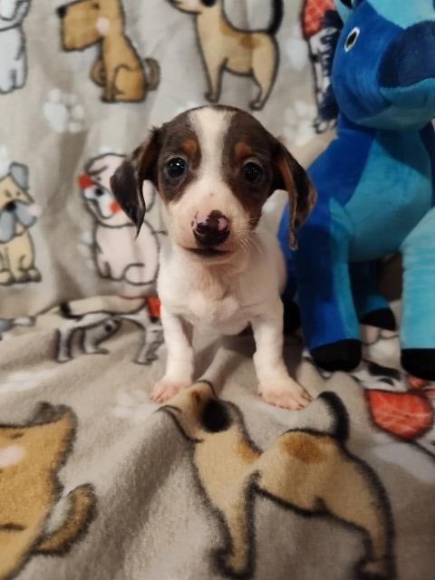 Gorgeous Miniature Dachshund Puppies Available
