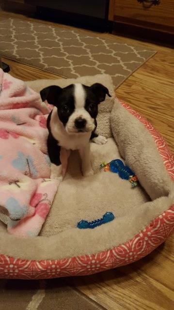Boston Terrier puppy for sale + 53884
