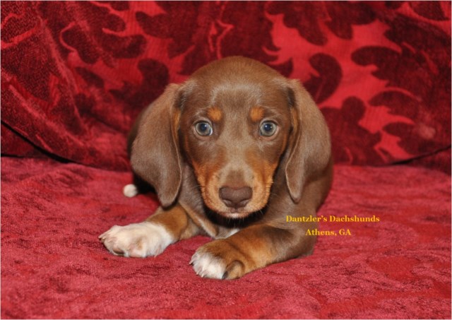 Dachshund puppy for sale + 53049