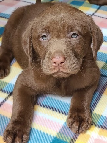 Labrador Retriever puppy for sale + 65751