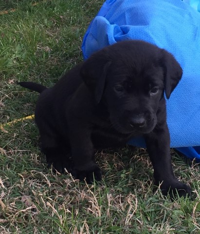 AKC Lab Puppies