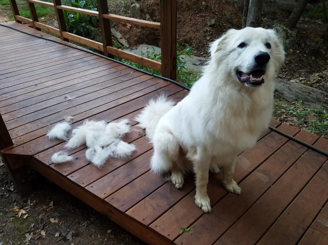 1 year old Great Pyrenees