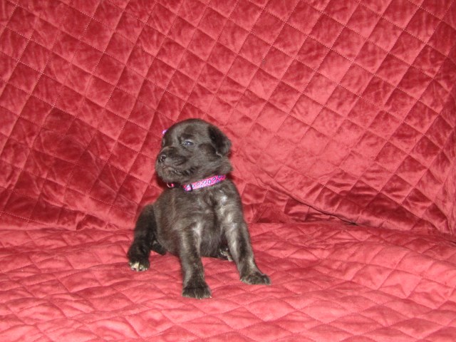 Mastiff puppy for sale + 55115