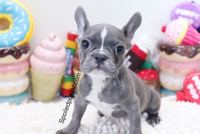 French Bulldog puppy for sale + 54005