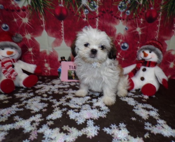 Imperial Shih Tzu Puppies  Male and Female Xmas Specials