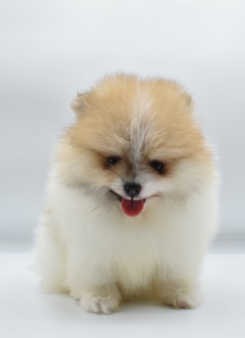 Pomeranian puppy for sale + 62805