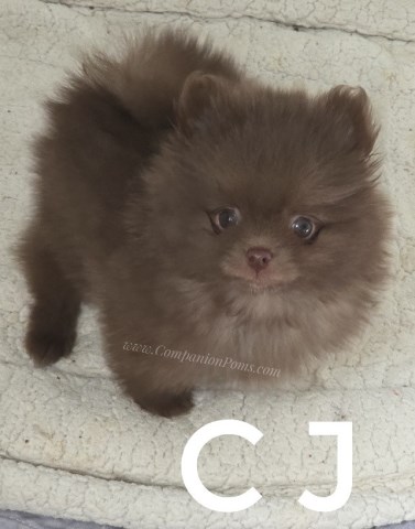 Chocolate Chip - Solid Chococlate Pomeranian Puppy - Tiny