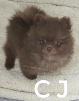 Chocolate Chip - Solid Chococlate Pomeranian Puppy - Tiny Pomeranian for sale/adoption