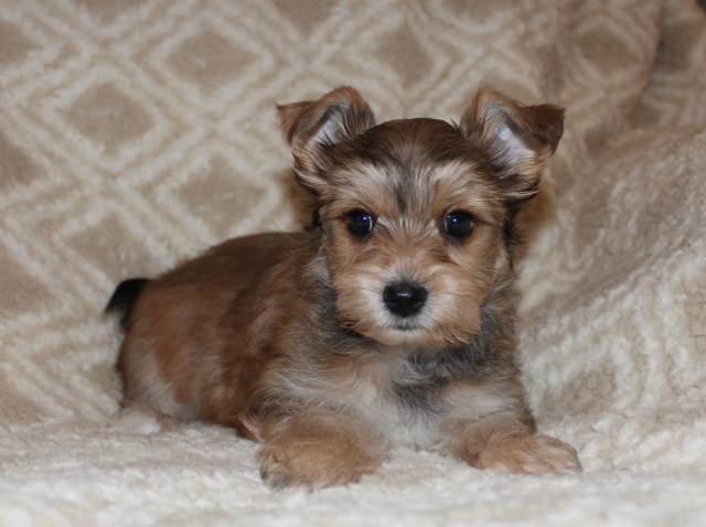 Yorkshire Terrier puppy for sale + 65151