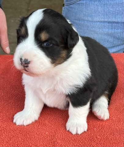 AKC & ASCA Australian Shepherd Black tri female. Champion lines, health tested parents.