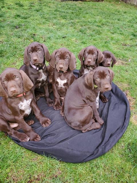 Bird Dogs For Sale, German Shorthaired Pointer/Pudelpointer/ Puppies
