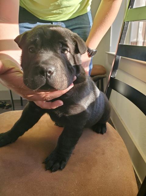 Chinese Shar Pei puppy for sale + 62752
