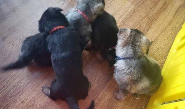 Purebred German Shepherd Puppies