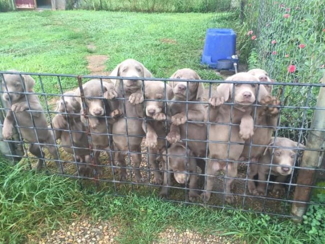 Silver labs puppies