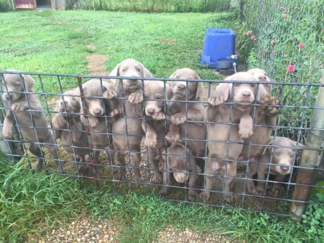 Silver labs puppies