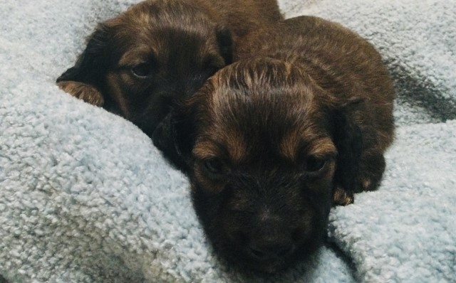 Dachshund longhair puppies