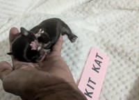 Long Coat Apple Head Chihuahuas Chihuahua for sale/adoption