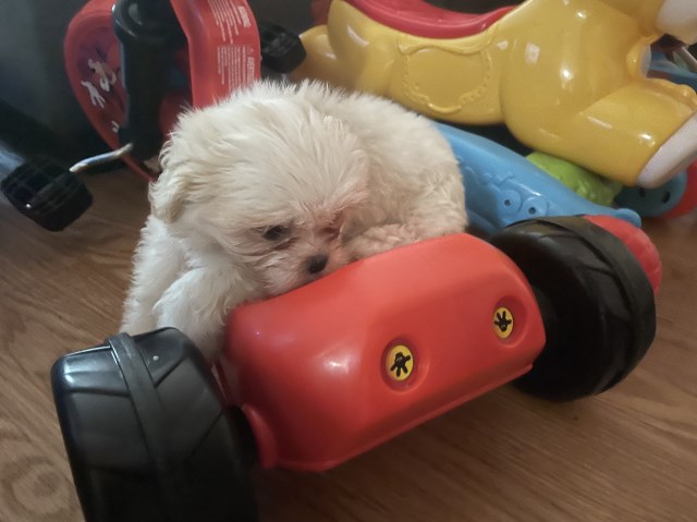 Shih Tzu puppy for sale + 65132