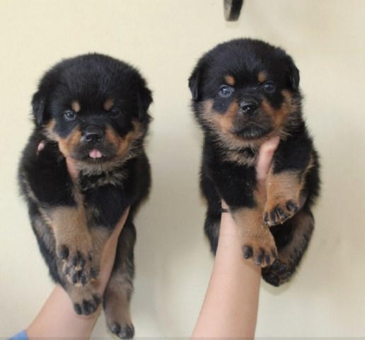 Rottweiler puppy for sale + 54160