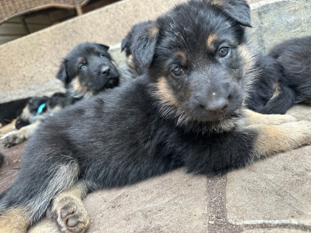 German Shepherd puppies for sale in SE Minnesota