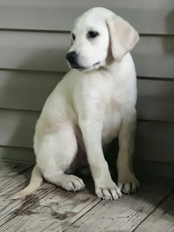 Labrador Retriever puppy for sale + 61772