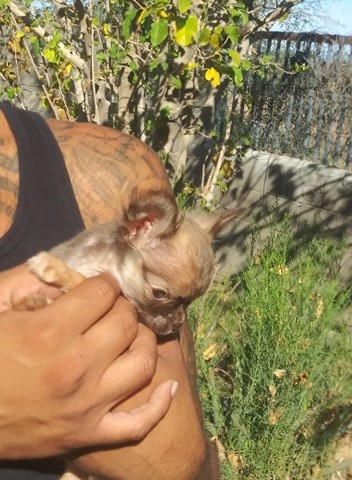 Chihuahua puppy for sale + 60970