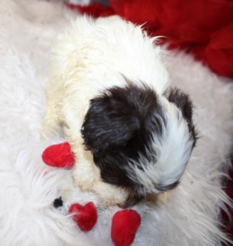 Havanese puppy for sale + 66024